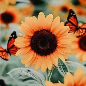 Meet your Posher, Payton